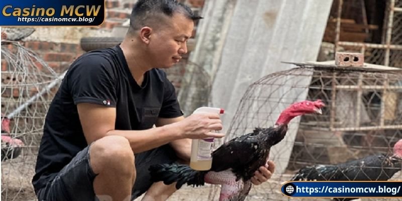 Cách nuôi gà bo lớn với kỹ thuật chăm sóc đúng nhất